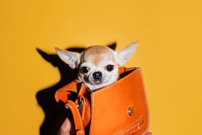 Pet Influencers