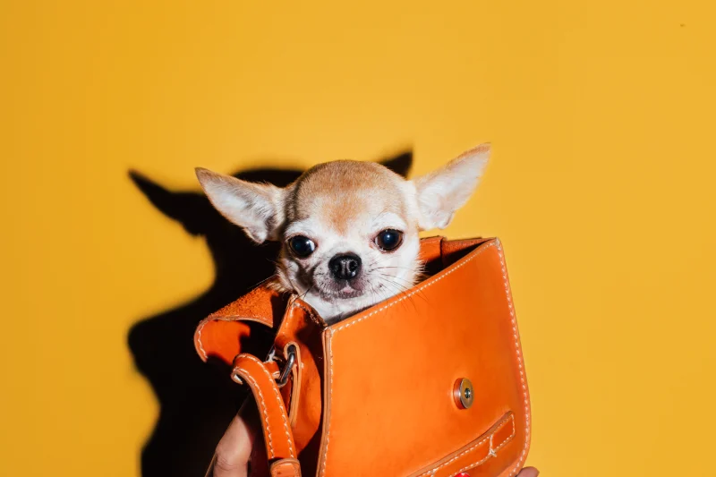 Pet Influencers: The Untapped Resource for Brand Collaborations