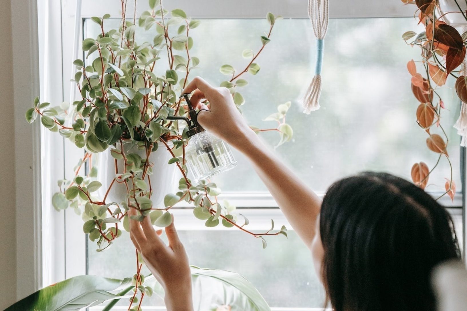 How to Maintain Indoor Plants