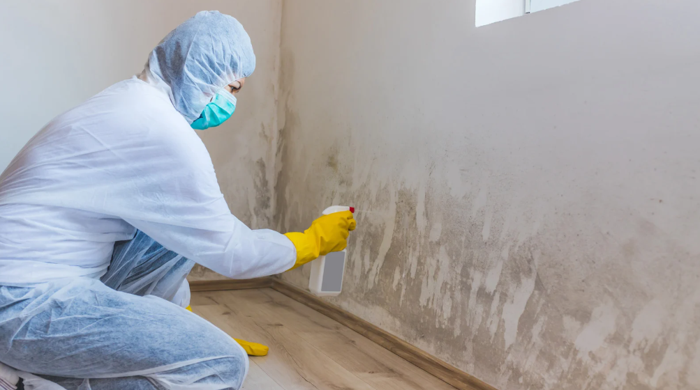 What Happens to Removed Materials During the Mold Removal Process