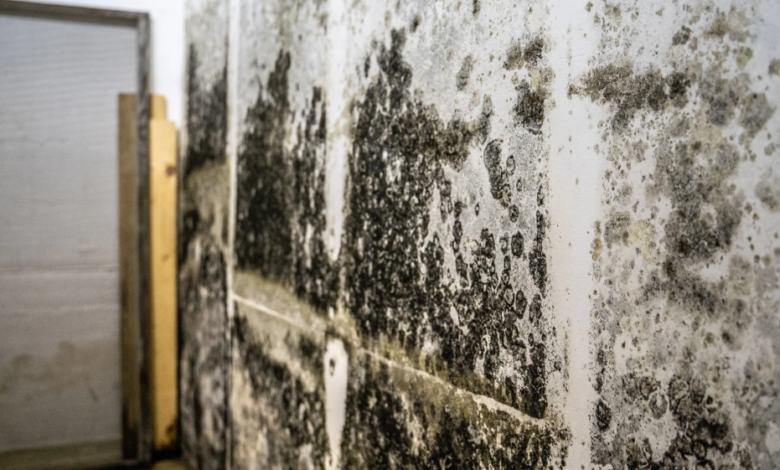 What Questions to Ask a Mold Removal Company Before Hiring