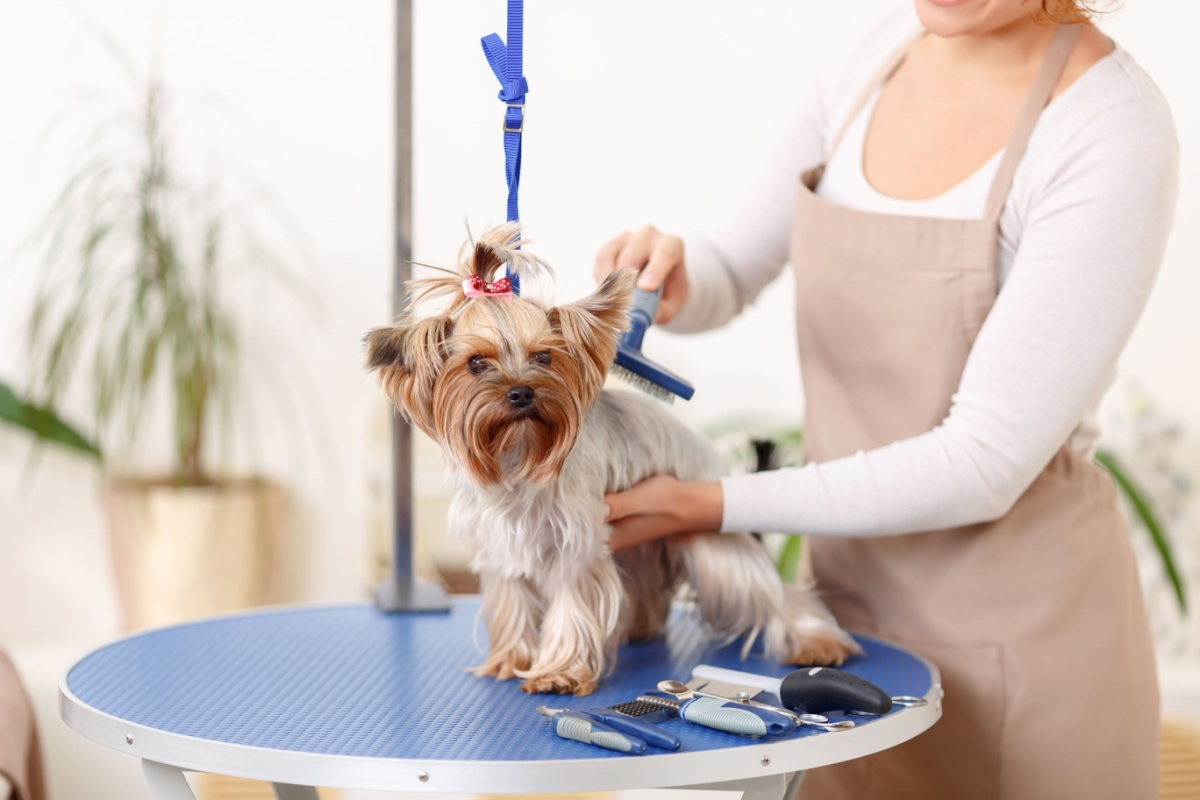 How Pet Grooming Consultants Ensure Your Pet Looks Their Best Every Visit